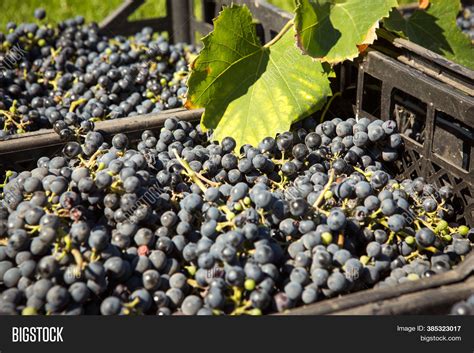 Grape Harvest. Wine Image & Photo (Free Trial) | Bigstock