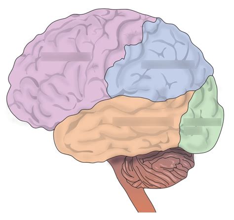 Brain Anatomy Lobes