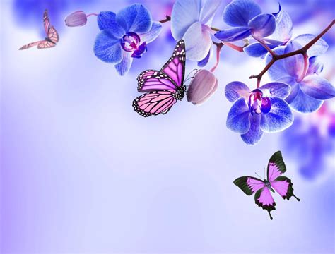 Beautiful Butterflies and Flowers Wallpapers (56+ images)