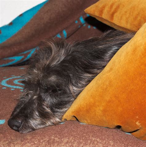 Kissenhund | Rudi lies in the cushions | stanze | Flickr