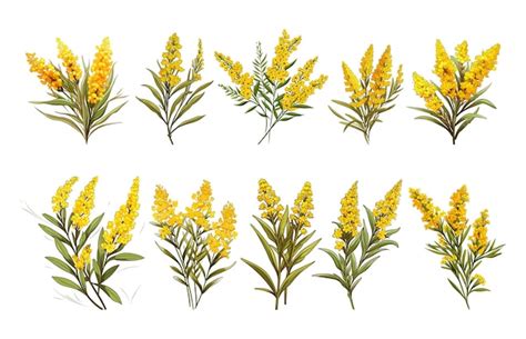 Premium Vector | Goldenrod flower arrangement clipart