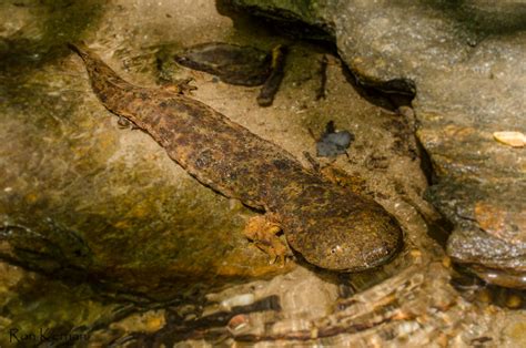 Hellbender Salamander Facts, Size, Habitat, Diet, Pictures