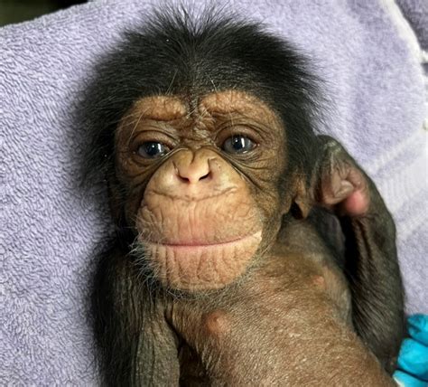 Sedgwick County Zoo reveals baby chimp’s cause of death