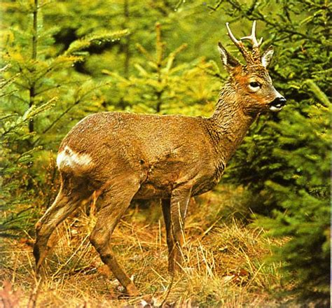 Calibre Nisa: O CORÇO (capreolus capreolus)