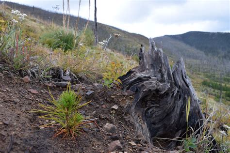 Whitebark Pine: Working to Restore a Threatened Species on the Sawtooth National Forest ...