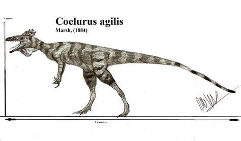 Coelurus is a well known genus of theropod dinosaur from north america ...