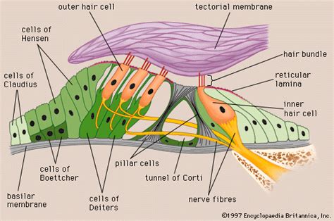 Human ear - Endolymph, Perilymph, Hearing | Britannica