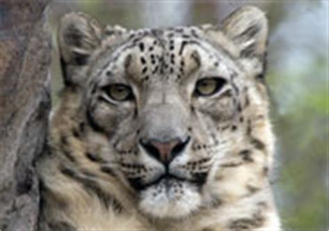 Características del Leopardo de las Nieves: Hábitat, Información, Alimentación