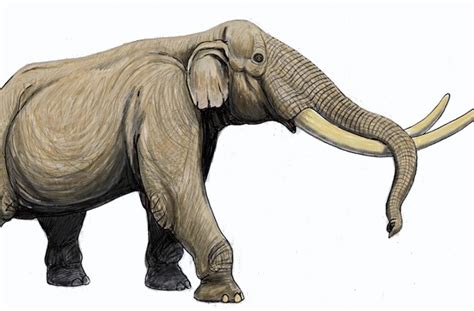 Scientists discover Stegodon elephant fossil in Malaysian cave ...