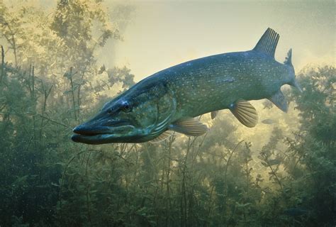 Species of UK: Week 18: Pike (Esox Lucius)