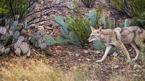 Central Texas Wildlife: Which Are Friends or Foes of Your Pet's ...