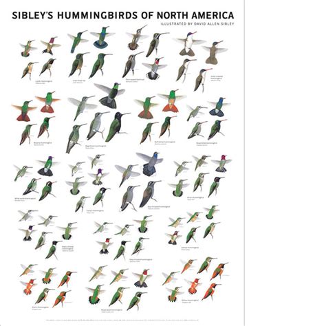 Sibley’s Hummingbirds of North America Poster – Scott & Nix