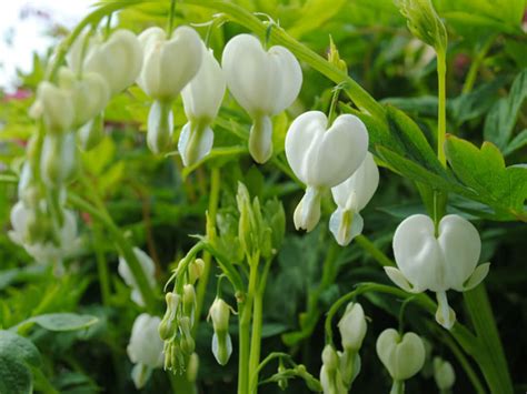 Lamprocapnos spectabilis 'Alba' (White Bleeding Heart) - World of ...