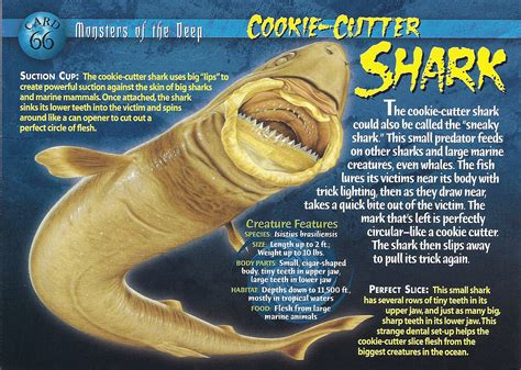 Cookie-Cutter Shark | Wierd N'wild Creatures Wiki | Fandom powered by Wikia