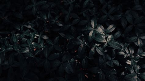 plant, leaves, dark 4k Plant, Leaves, Dark | Dream backyard garden, Backyard garden, Small ...