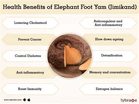 Elephant Foot Yam (JimikAnd) Benefits And Its Side Effects | Lybrate