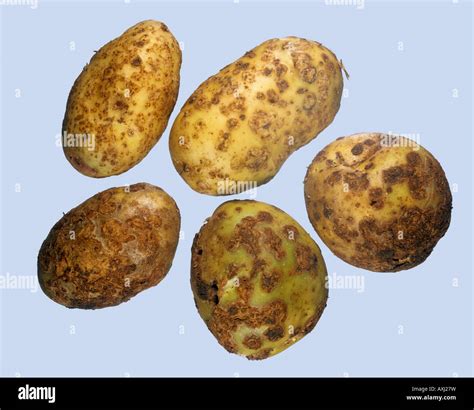 Common scab Streptomyces scabies disease symptoms on potato tubers ...