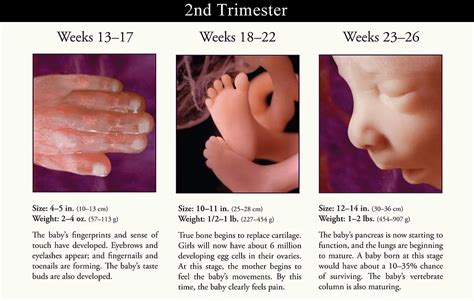 The Truth About Abortion - Pregnancy Resource Center