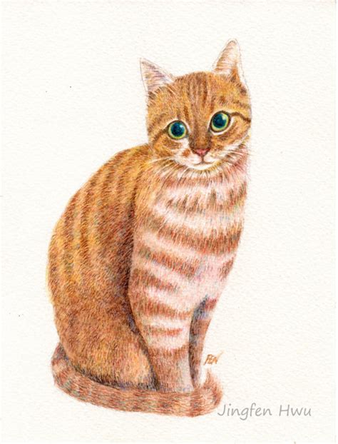 Orange Tabby Cat Drawing at GetDrawings | Free download