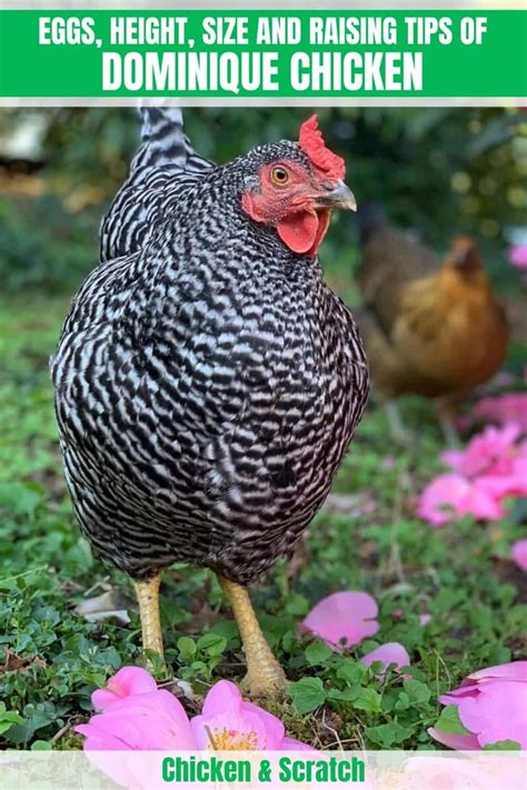 Dominique Chicken: Eggs, Height, Size and Raising Tips