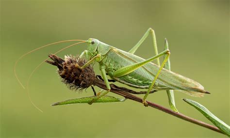 Long-horned grasshopper | Insects, Orthoptera, Acrididae | Britannica