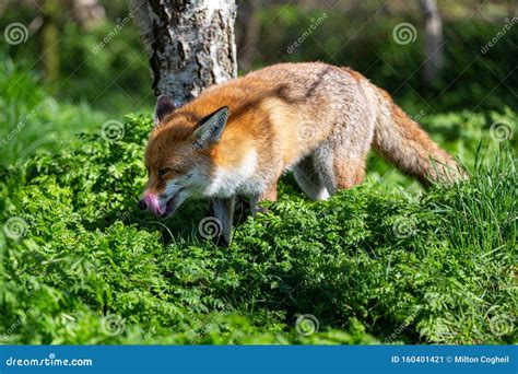 European Red Fox, Vulpes Vulpes Stock Image - Image of fauna, england ...