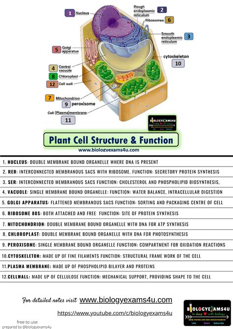 Plant Cell Labeling Worksheet and Plant cell Structure and Function Worksheet | Plant cell ...