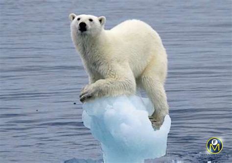 Polar Bears Now Eat Dolphins, Thanks to Global Warming - Manager's Office