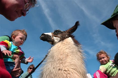 What do llamas eat? | Hello Homestead