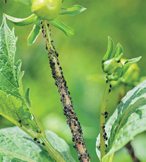 Pests and Diseases to Watch Out for in Dahlias - Fine Gardening