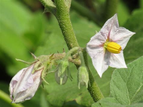 Eggplant Flowers » Flower Power & Much More