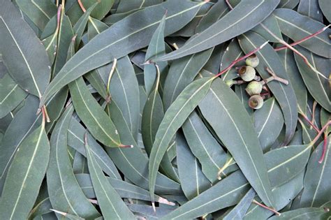 DRIED EUCALYPTUS LEAF Eucalyptus Globulus Cut & Sifted | Etsy