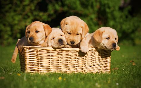 Download wallpapers basket with puppies, labrador retriever, cute ...