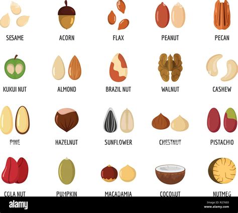 Nut types ith signed names icons set. Flat illustration of 20 nut types ith signed names vector ...