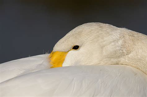 Bewick's Swan by shaunthorpe on DeviantArt