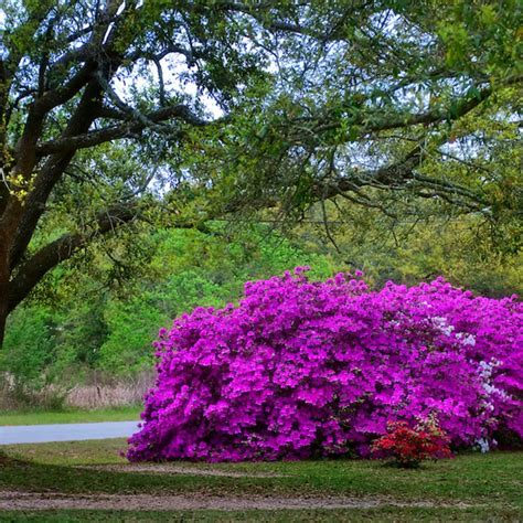 Formosa Azalea (Lavender)