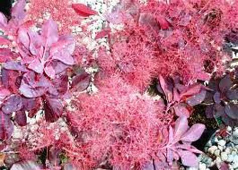 Cotinus coggygria Velvet Cloak | Wholesale Nursery - Nurseries in Melbourne, Sydney & Brisbane ...