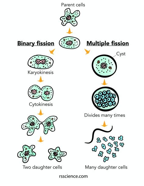 Facts about Amoeba, structure, behavior and reproduction - Rs' Science