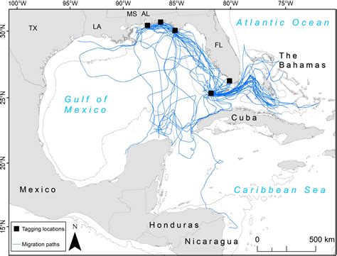 Loggerhead Sea Turtle Habitat Map