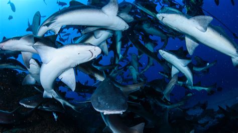 Fishermen Get Engulfed By A Shark Feeding Frenzy In Louisiana