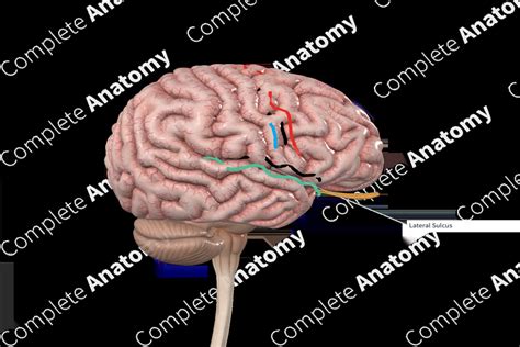 Lateral Sulcus | Complete Anatomy