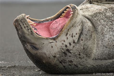 Leopard Seal, Showing Teeth | Rod Planck Photography