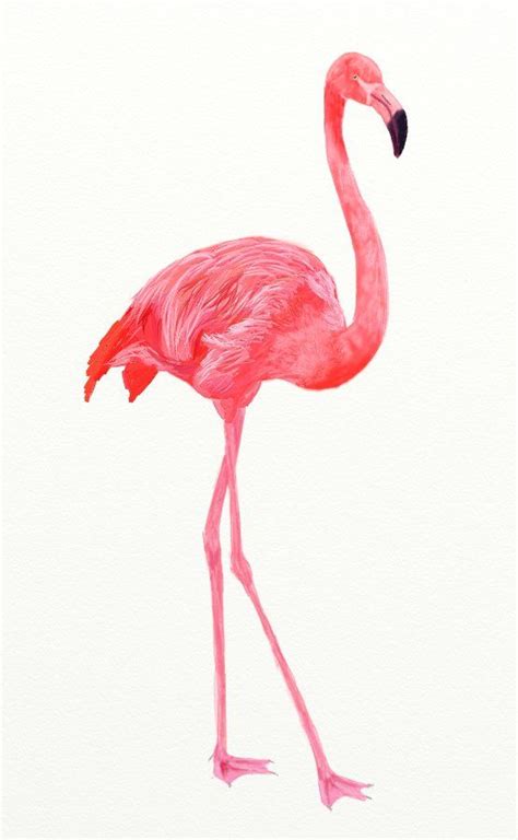 To Draw A Flamingo - Drawing.rjuuc.edu.np