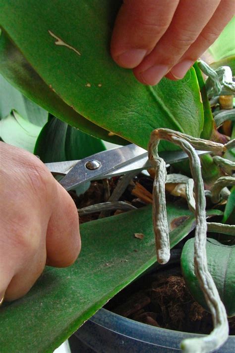 How To Prune An Orchid: Step By Step Guide in 2020 | Pruning orchids ...