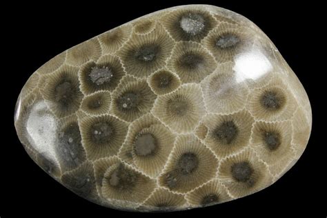 2.6" Polished Petoskey Stone (Fossil Coral) - Michigan (#156066) For Sale - FossilEra.com