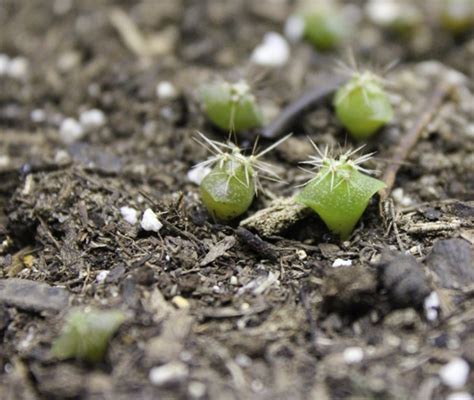 The Journey of a Cactus Seed