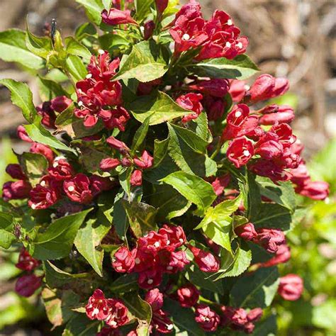 Sonic Bloom Red Weigela – Shrubs|Spring Hill Nurseries