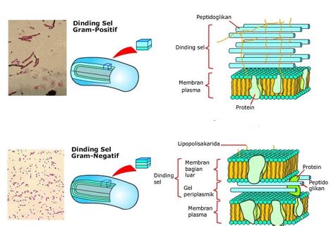 Struktur Sel Bakteri - Info Pendidikan dan Biologi