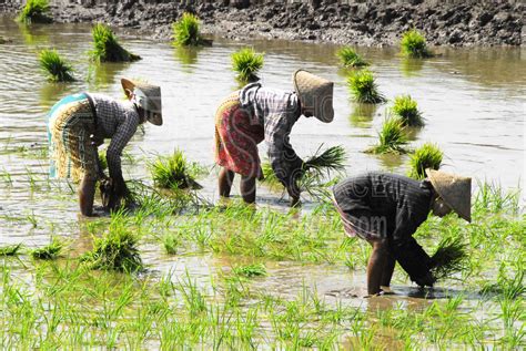 Photo of Rice Field Workers by Photo Stock Source - agriculture, Inwa, Mandalay Region, Burma ...