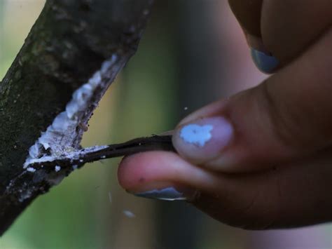 War Against Spotted Lanternfly Destruction Begins Now With Egg Masses | Across America, US Patch